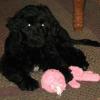 Waverly at 10 weeks old with her Wubba toy.  She took about 20 other toys out of the toy box to find her Wubba.