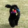 Waverly playing in the yard with one of her favorite toys.  She has a higher activity level than Sony and loves toys more than anything else.