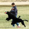 Keenan in a game of tag with both Waverly and Sony.  It won't be long before Keenan is on the losing end of holding the toy.  PWDs have an amazing vertical leap.Wav