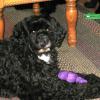 Sony relaxing in the house after some play time.  She is squeaking her Wubba toy.