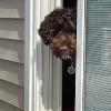 Kiwi peeking out the door in Illinois