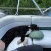 Kona chilling on the pontoon in Michigan