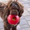 Lexi Smith in Arizona with her red ball