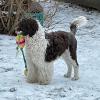 Tilly with her water toy hoping the snow melts in Massachusetts so she can get back into the water.