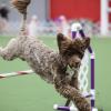 Toby going over a jump in agility - Missouri