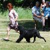 Another littermate of Alex that also lives in Sweden.  She is American Champion Robel Katharine The Great Aquatass - Kitty.  She was Best Bred By Exhibitor at the 2008 PWD National Specialty