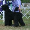 Alex at the National Specialty 2009 looking good.