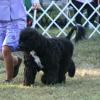 Alex on the move at the 2009 PWD National Specialty