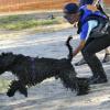Alex enthusiastic about his retrieve in the water - excellent focus.  Photo by Stewart Event Images.