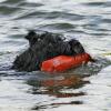 Alex retrieving his dummy and returning to owner Liz. Photo by Stewart Event Images.