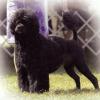 Tilley striking a pose.  A very beautiful PWD.