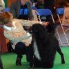 Alex's littermate in Sweden  - Swedish and American Champion Robel Charlemagne At Aquatass - Charlie.  He was Winners Dog at the 2008 PWD National Specialty