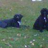 Quetta (on the right - sitting) lives in the Novi area with the Kreucher Family.  She is out of the Sony x Tux litter born 5-20-10.  Quetta was the Blue, wavy female.