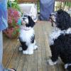 Haddie on the left is out of Sony x Tux born May 20, 2010.  Haddie is owned by Bill and Kim VanSickle of Metamora.  She was the red, wavy female in the litter.