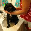 Conan getting a bath in a sink.  I bet there is more water out than in :)
