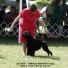 Slipper's littermate - Pouch Cove's Royal Ascot - Paige.  Paige placed third in the American Bred class at the 2009 PWD National.