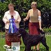 Ch. Pouch Cove's Evolution - Darwin WD, BOW at Greenwich KC in 2008.  He is Slipper's litter brother.
