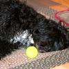 Sony tuckered out with her tennis ball.  