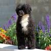 13 months old at Pontiac Kennel Club show posing in the flower