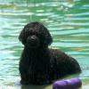 Waverly's in our pond with her bumper.  