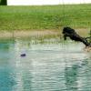 This is one of my favorite photos of Waverly.  She is on the island in our pond going after her water dummy.  Love the extension, power and form.