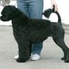 Waverly fresh after a grooming by Kathy Maguire.  Wave is 17 months old in this photo.