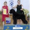 Gus winning a Group 3 at the Shawnee KC.