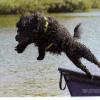 Gus jumping off the boat.  You can see the focus, power, and drive.  Gus is a fantatic example of how versatile the PWD breed truly is.