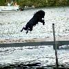 Wave at our lake house.  One of her favorite places to be.  She spends all day swimming with the kids.  She launches off the dock after her water toys all day long.