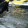 Wave jumping in after her water ring again.  She is almost going to jump right onto the Sea Doo int he photo she gets so much air.