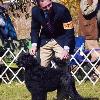 Busy - BISS CH. Pouch Cove's Mokey Business is a Best in Specialty Show Winner.  Busy is Gus's dam (mother)