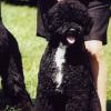CH. Pouch Cove's The Patriot - Nick is a Grand Sire (grandfather) to Gus thru Busy