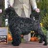 CH. Cartmel Sea Master - Carlo is the Sire to Waverly.  Carlo and his get were 1st Place in the Stud Dog class at the 2011 PWDCA National Specialty.