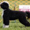 CH. Pouch Cove's Any Port In A Storm - Portia is the Dam of Waverly.  She is a beautiful black with white curly girl with a great personality.