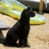 Waverly on the beach watching the kids swim .. she was intense