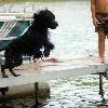 Waverly launches off the dock at the cottage.